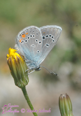 Cyaniris semiargus bellis