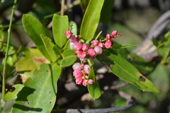 Muehlenbeckia sagittifolia