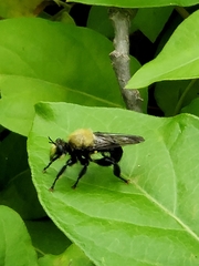 Laphria flavicollis