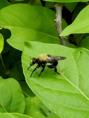 Laphria flavicollis