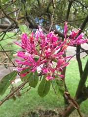 Fuchsia paniculata