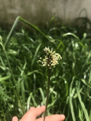 Plantago lanceolata