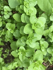 Stellaria cupaniana