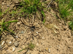 Dorcadion cinerarium