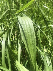 Plantago lanceolata image