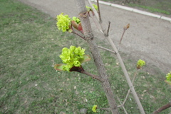 Acer platanoides