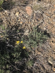 Nestotus stenophyllus