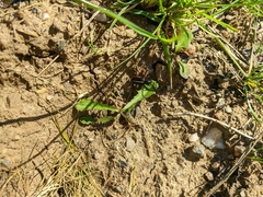 Dorcadion cinerarium