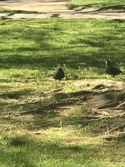 Columba livia