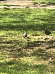 Columba livia