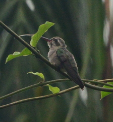 Cynanthus auriceps