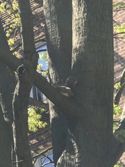 Sciurus carolinensis