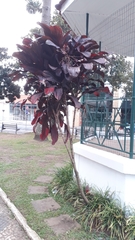 Cordyline fruticosa