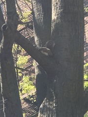 Sciurus carolinensis