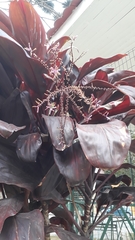 Cordyline fruticosa