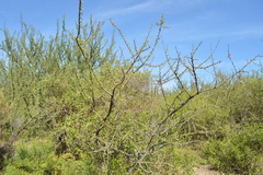 Geoffroea decorticans