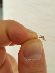 Coquillettidia xanthogaster