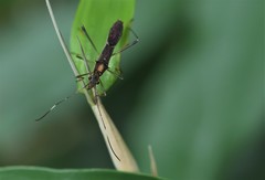 Marcius longirostris