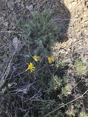 Nestotus stenophyllus