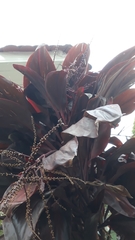 Cordyline fruticosa