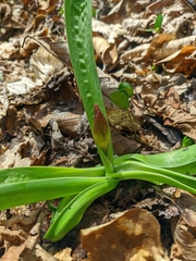 Allium decipiens quercetorum