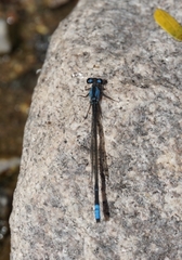 Oxyagrion ablutum