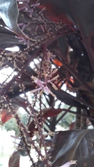 Cordyline fruticosa