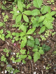 Lysimachia europaea