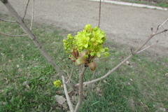 Acer platanoides