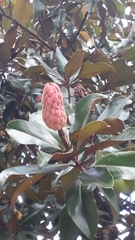 Magnolia grandiflora