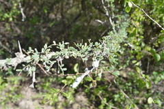 Geoffroea decorticans