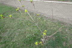 Acer platanoides