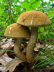 Leccinellum rugosiceps