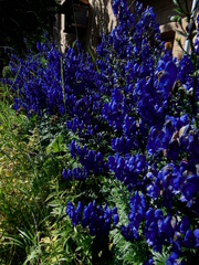 Aconitum baicalense