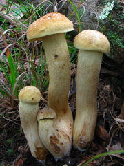 Leccinellum rugosiceps