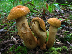 Leccinellum rugosiceps