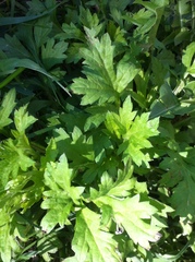 Artemisia vulgaris