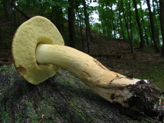 Leccinellum rugosiceps
