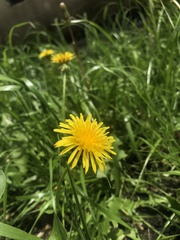 Taraxacum officinale