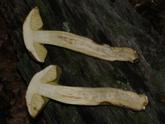 Leccinellum rugosiceps