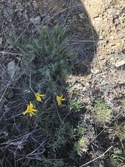 Nestotus stenophyllus