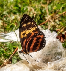 Tithorea harmonia caissara