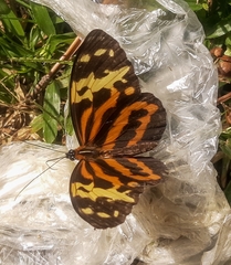 Tithorea harmonia caissara