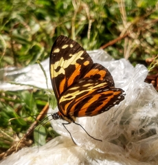Tithorea harmonia caissara