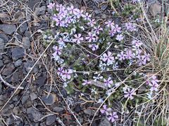 Phlox douglasii