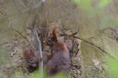 Sciurus vulgaris