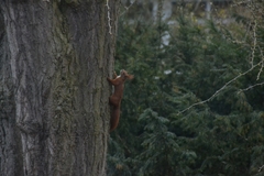 Sciurus vulgaris