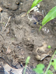 Ancistrocerus spinolae