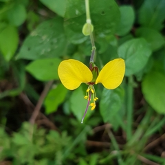 Commelineae