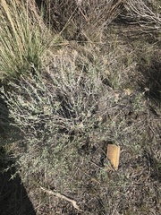 Ericameria nauseosa glabrata